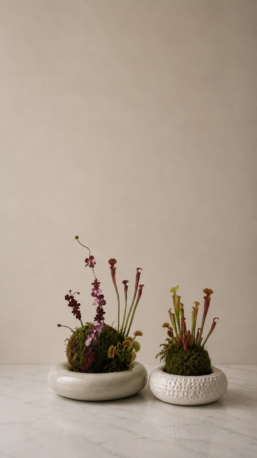 Two ikebana arrangements with pitcher plants and orchids in white ceramic vessels