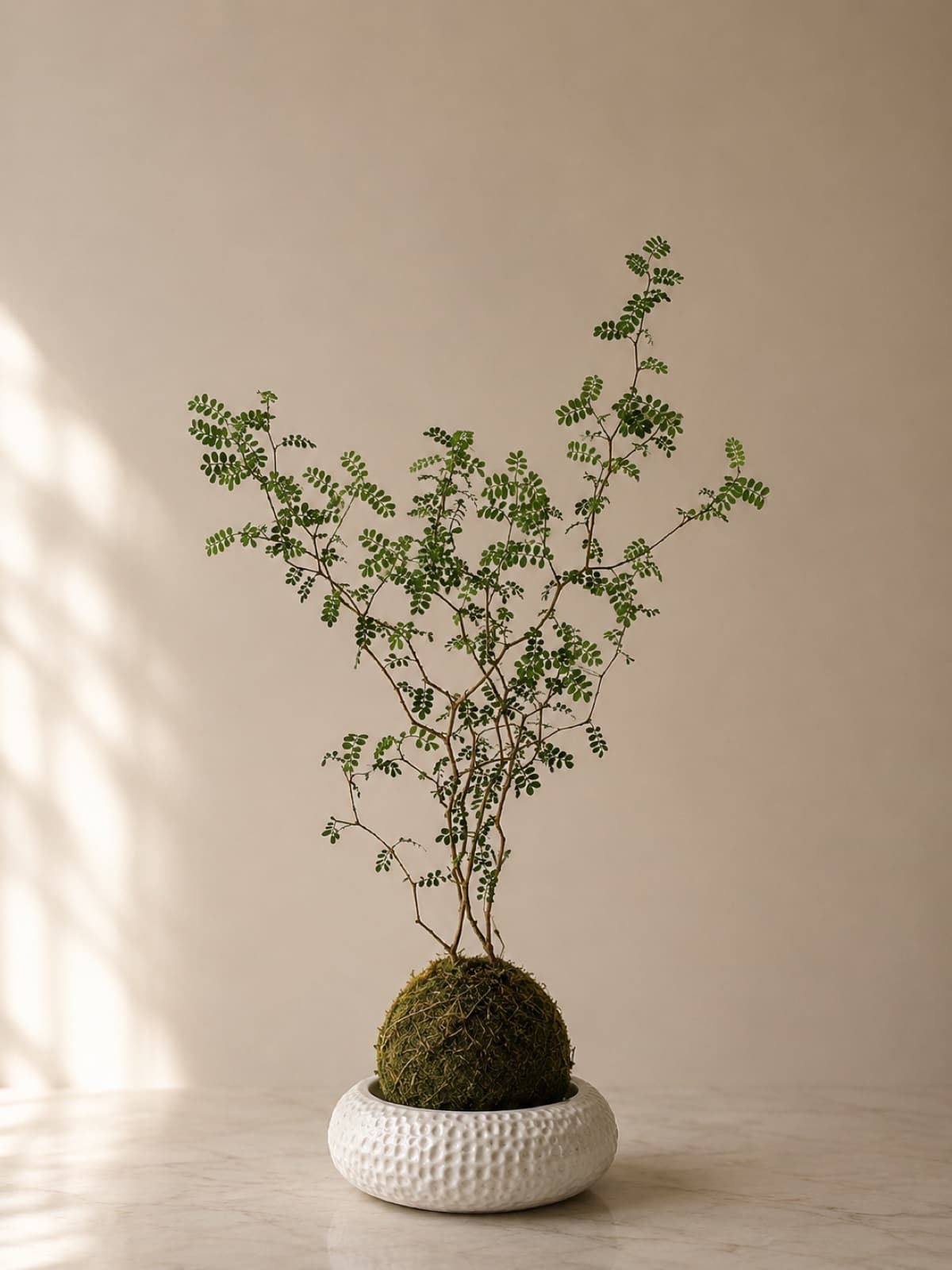 Delicate green branches sprouting from a kokedama moss ball in a textured ceramic vessel, soft window light